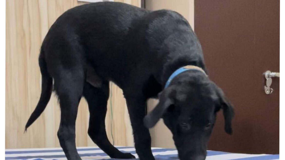 Agra: BJP MP's dog missing, the one who finds it will get such a reward