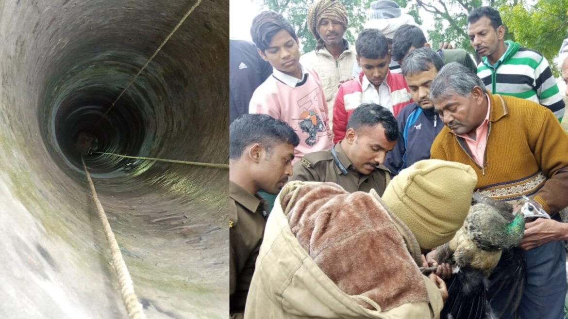 National bird peacock fell in a closed well, forest workers rescued and pulled out