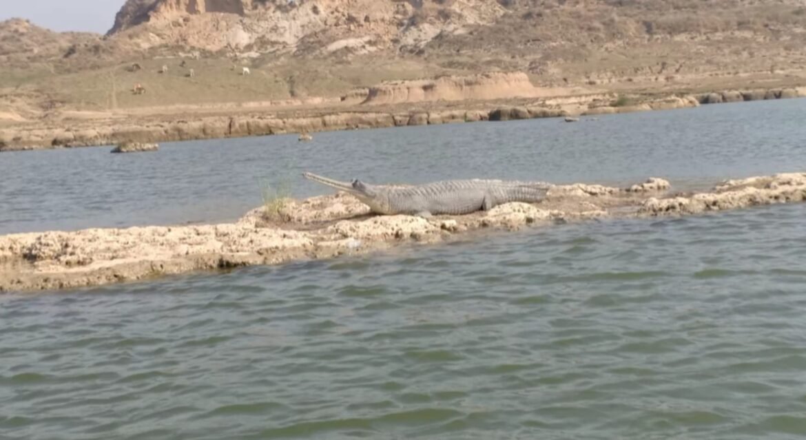 Alligators came out to soak in the warm sun on the islands between Chambal - Crocodiles, tourists were thrilled