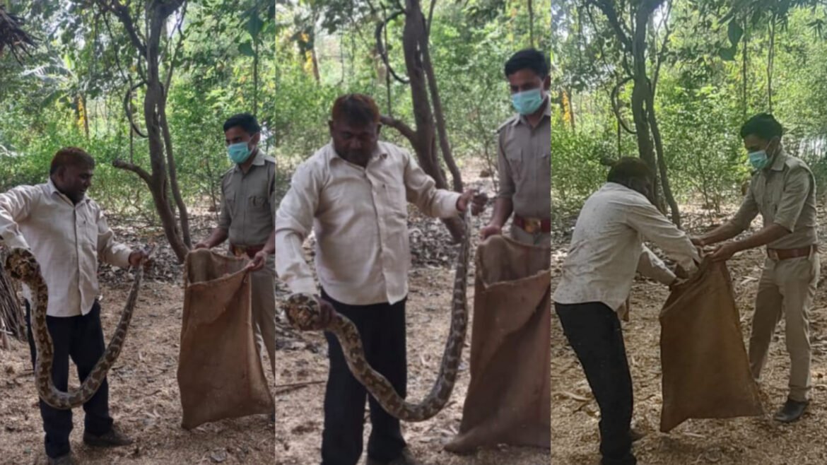 Seeing the huge python in the straw turret, there was a stir, the forest department team rescued and caught
