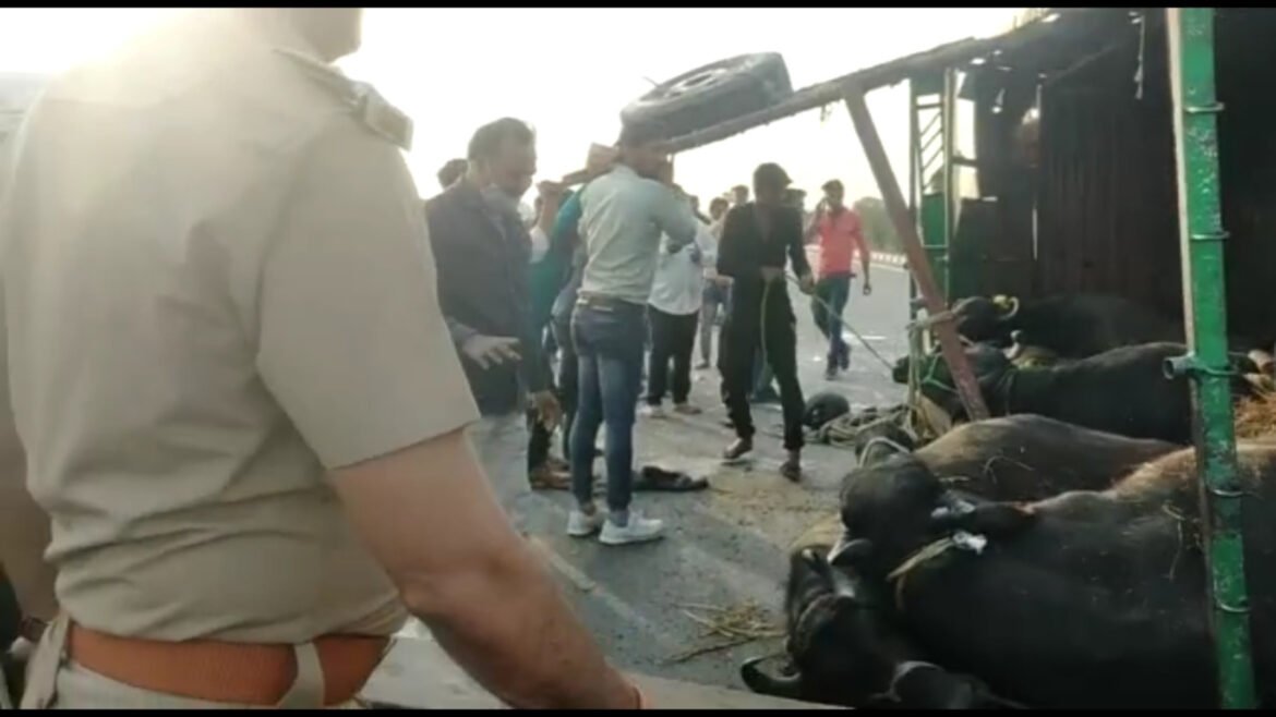 Animal-laden canter overturns on Agra-Lucknow Expressway due to tire burst, 5 injured
