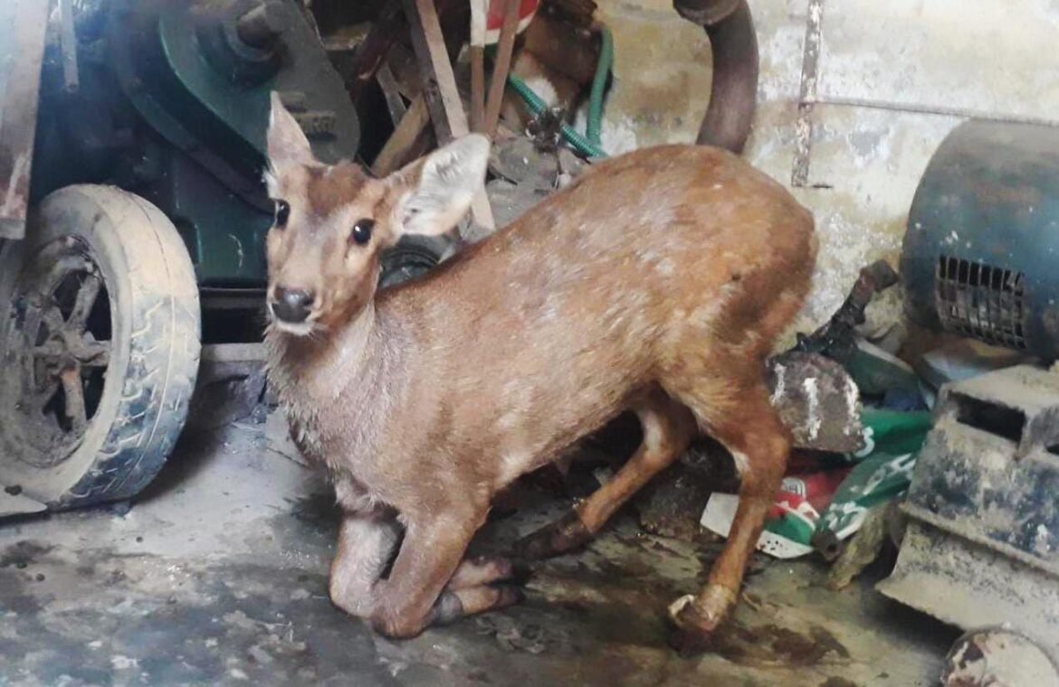 Injured hog deer undergoing treatment in the hospital of Wildlife SOS