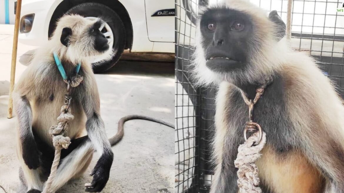 Illegal atrocities on langurs to drive away monkeys from the city, can be punished for forcibly keeping them tied