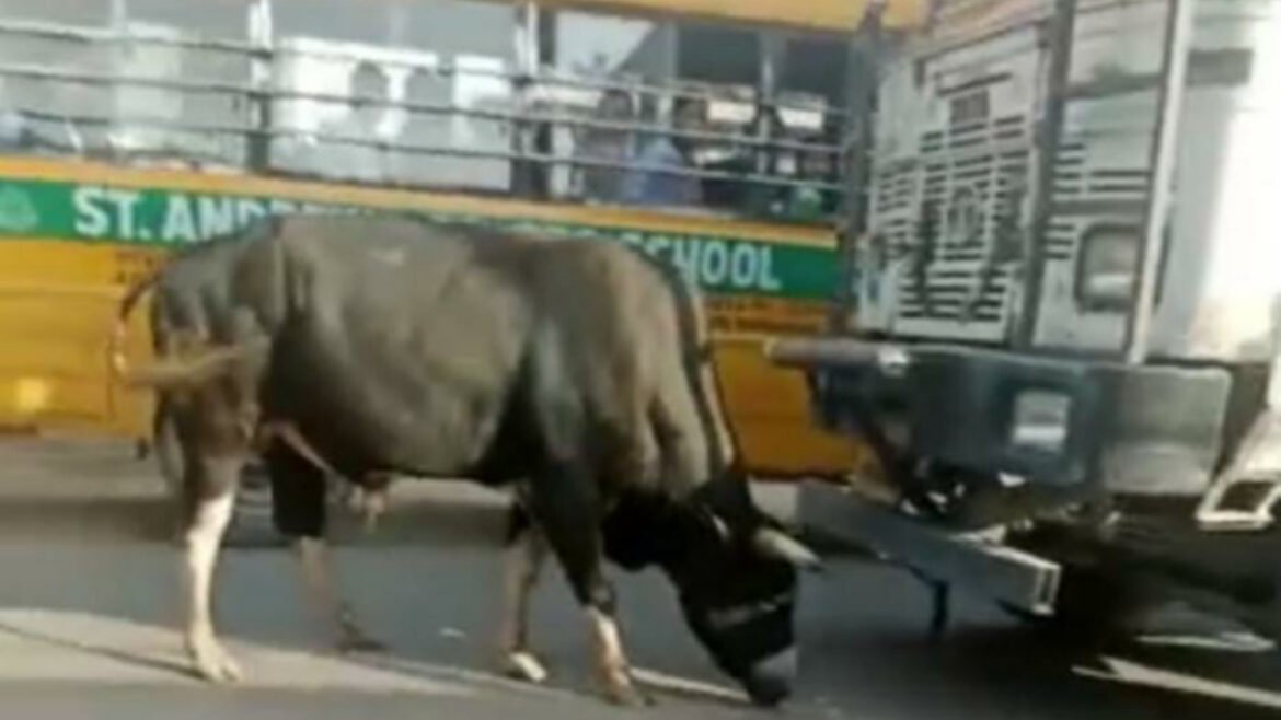 The bull repeatedly blocked the way of the truck, such an act that the people watching were surprised