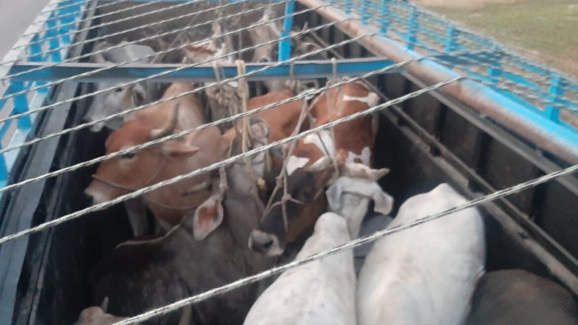 Hindu Mahasabha caught a container full of cow progeny, the driver and operator fled after seeing the opportunity, police took action