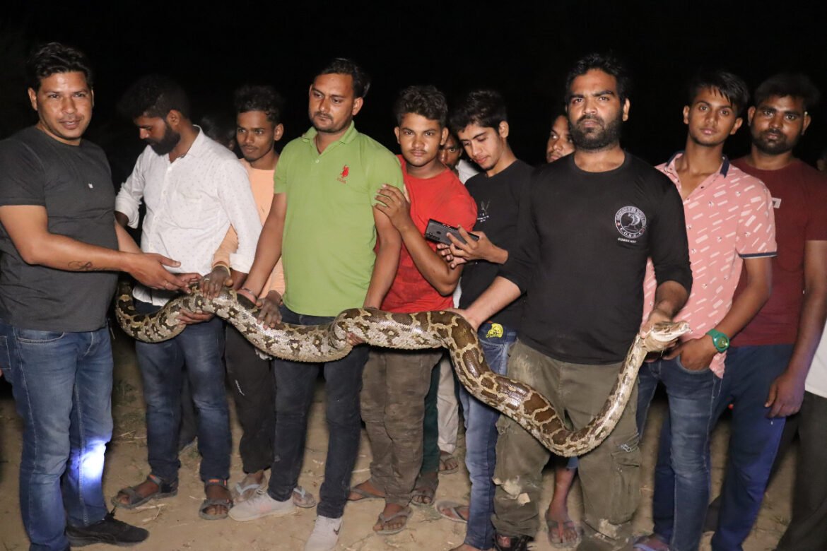 Seeing the 11 feet long python in Iradtnagar, people were blown away, this is how the rescue was done