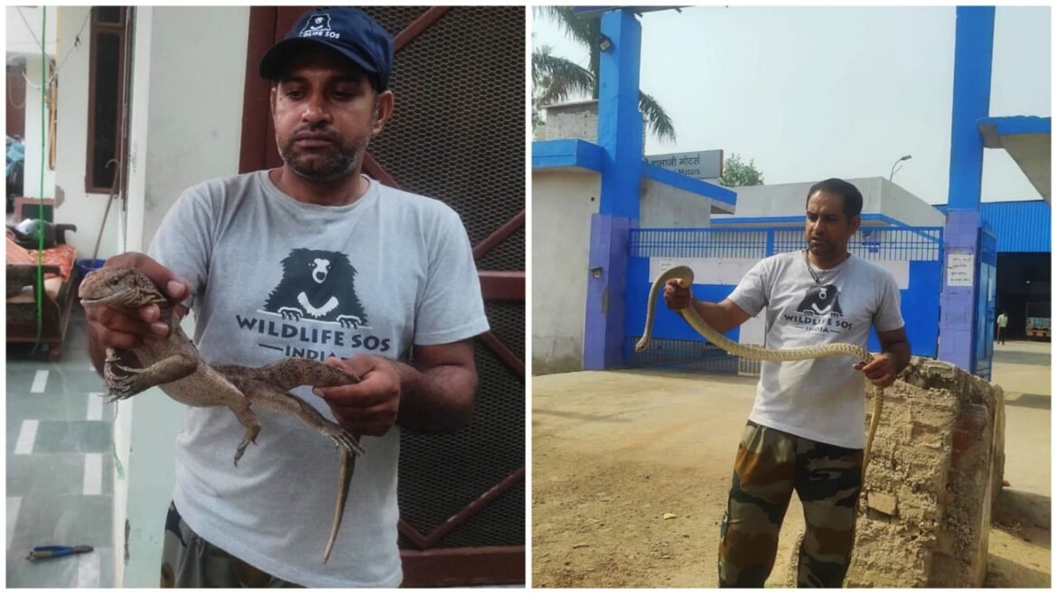 Snakes troubled by rising temperatures are taking refuge in homes, Wildlife SOS team on alert