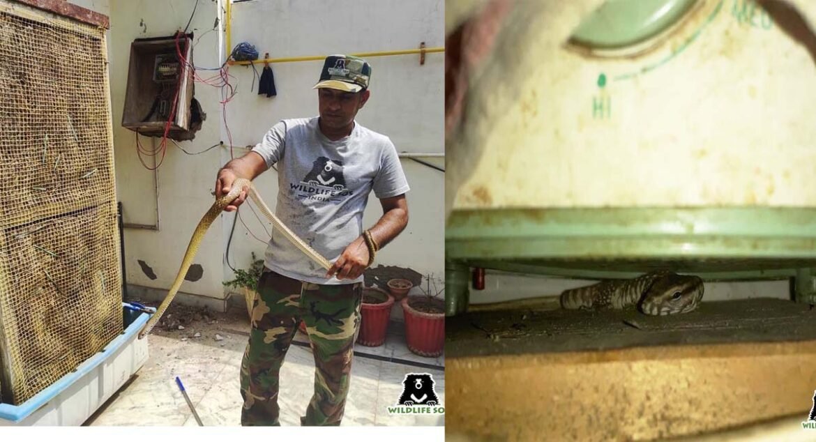 Whether it is the electrical fuse panel or the kitchen of the house, snakes going to cold places