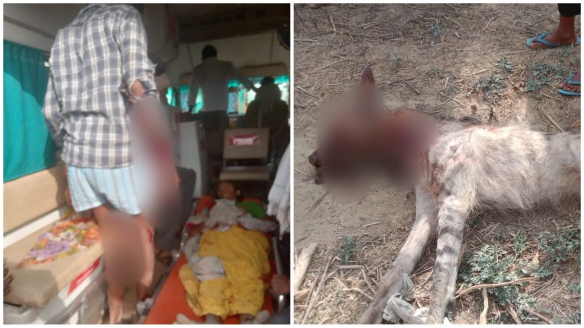 Lakdabhya spoke at 3 people, including a woman, the villagers killed the danda and the death of death