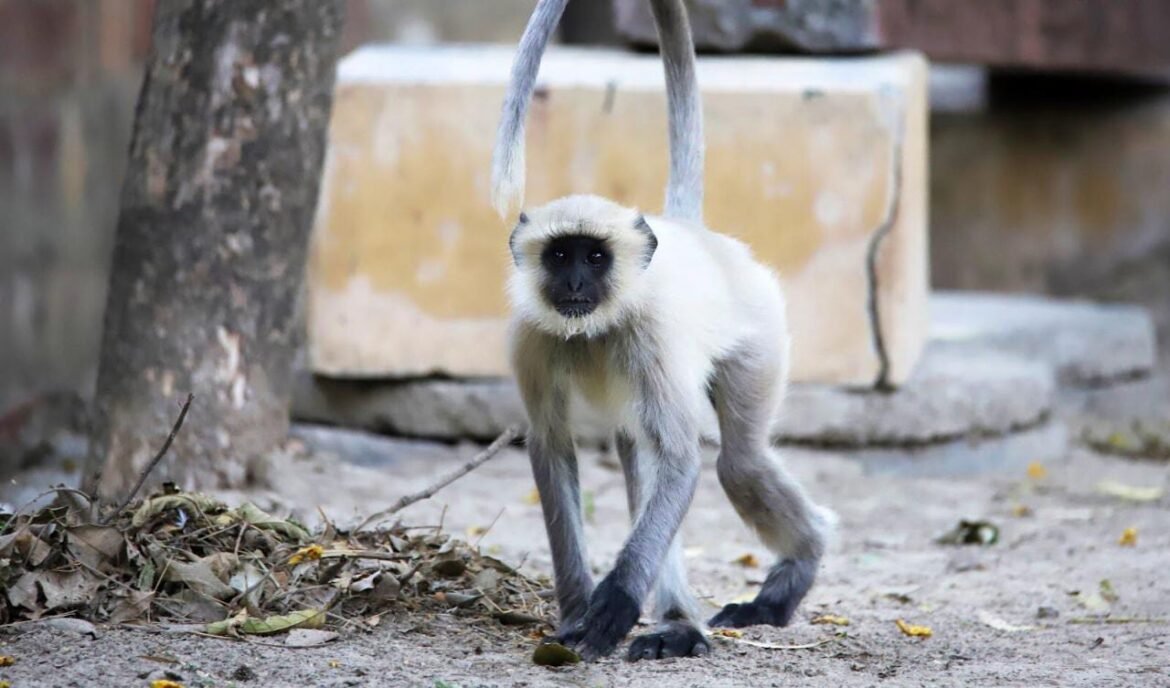 Mother langur and child were kept illegally in Swamibagh, negligence took the life of the child