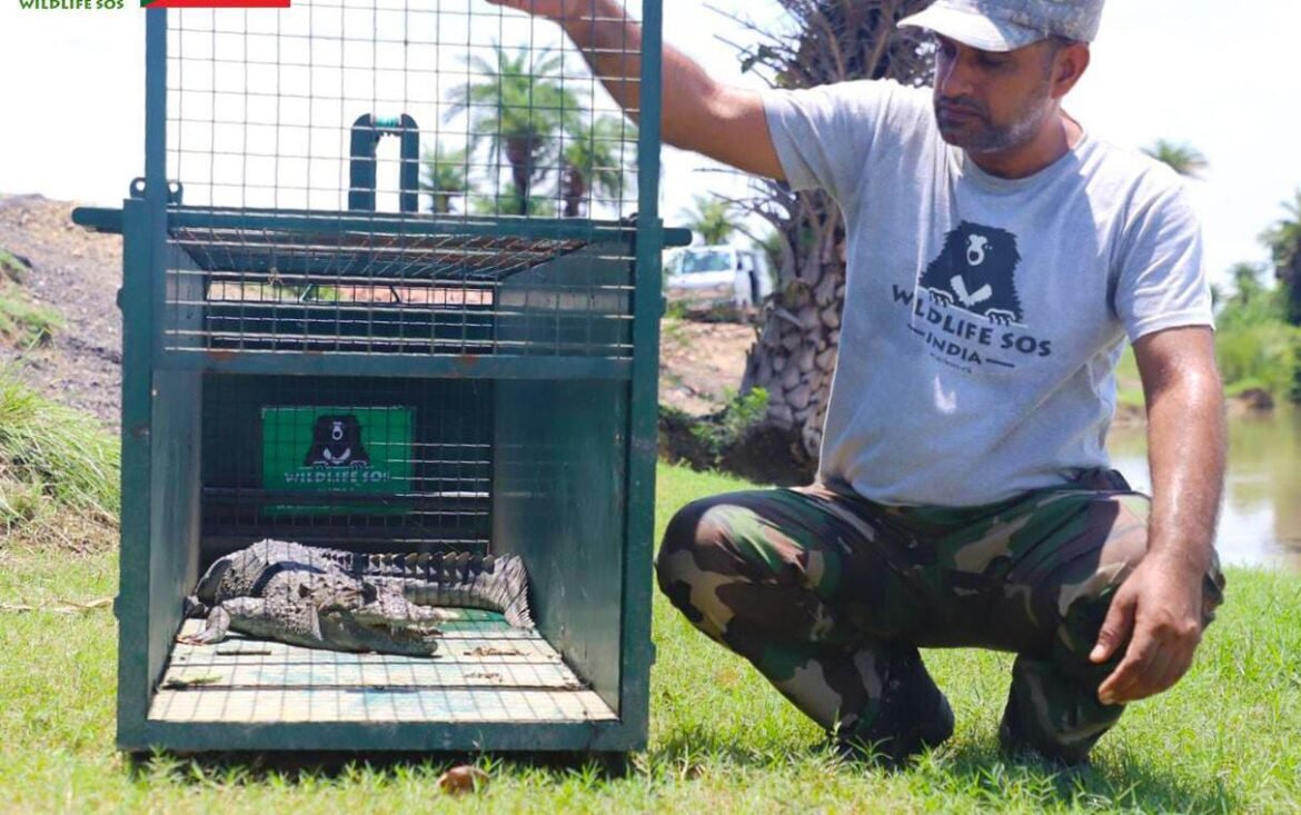Crocodile entered the village, saved by Wildlife SOS and Forest Department